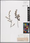 Foto von Salix aurita L. x Salix repens L.